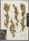 Foto von Salix serissima (L. H. Bailey) Fern.